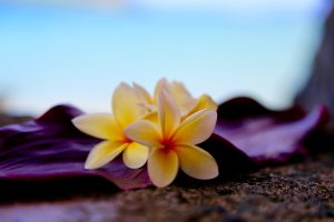 Hawaïaanse Massages